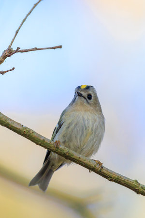 Closeup of a Goldcrest bird, Regulus regulus, foraging through branches of trees and bushの写真素材