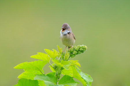 Closeup of a Whitethroat bird, Sylvia communis, foraging in a green meadowの写真素材