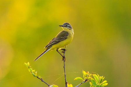 Closeup of a male western yellow wagtail bird Motacilla flava singing in vegetation on a sunny day during spring season.の写真素材