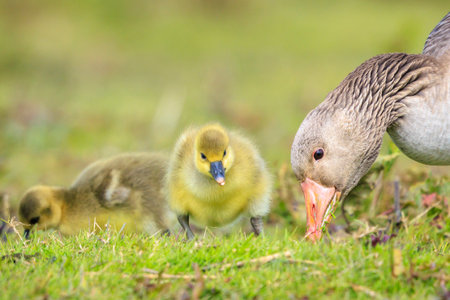 Close-up of a Greylag goose chick, Anser anser, foraging in a green meadowの写真素材