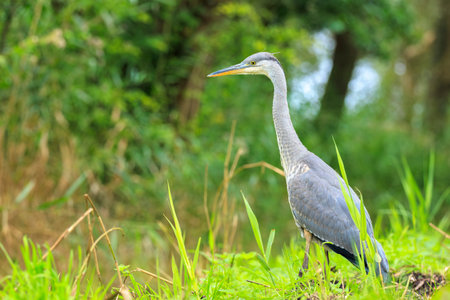 Closeup of a Gray heron, Ardea cinerea, hunting in a forestの写真素材