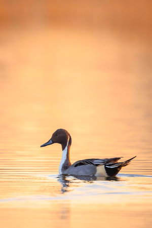 Anas acuta, Northern Pintail male duck swimming in a lake during sunsetの写真素材