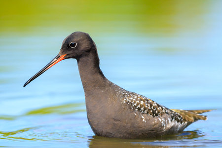 Closeup of a spotted redshank, Tringa erythropus, foraging in shallow waterの写真素材