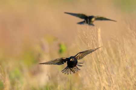 A flock of common starling birds Sturnus vulgaris migration in flight above a meadowの写真素材