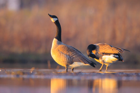 Close-up of a Canada goose, Branta canadensis, with reflection, swimming in a pond during sunset.の写真素材