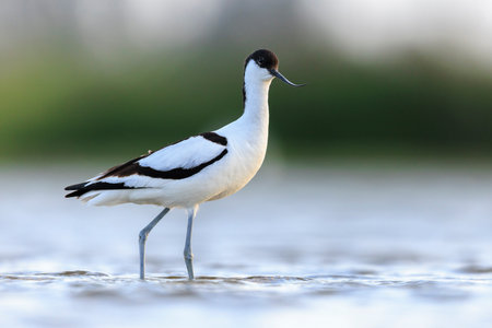 Close-up of a Pied Avocet, Recurvirostra avosetta, foraging in blue waterの写真素材