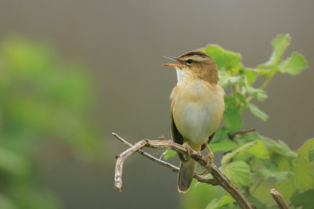 Closeup of a Sedge Warbler bird, Acrocephalusschoenobaenus, singing to attract a female during breeding season in Springtimeの写真素材