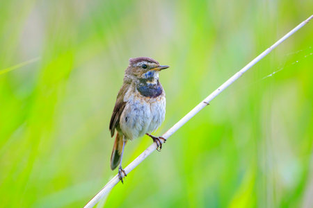 A blue-throat bird Luscinia svecica cyanecula singing during breeding season in Springtimeの写真素材