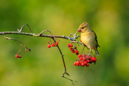 Closeup of a chaffinch, Fringilla coelebs, eating berries on a tree in a green forest.