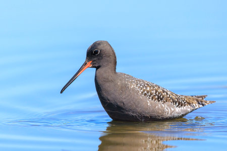 Closeup of a spotted redshank, Tringa erythropus, foraging in shallow water