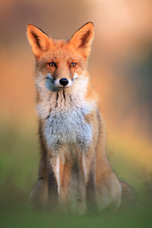 Wild red fox, vulpes vulpes foraging in a meadow.