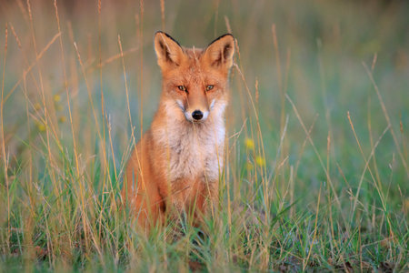 Wild red fox, vulpes vulpes scavenging and foraging in a meadow.