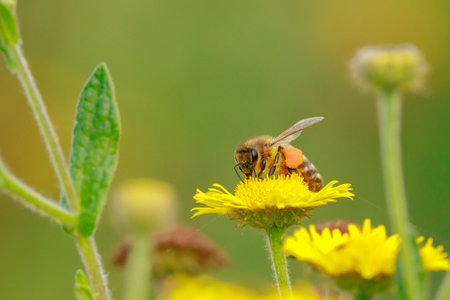 Closeup of a western honey bee or European honey bee Apis mellifera feeding nectar of yellow flowers