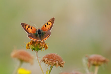 Closeup of a small or common Copper butterfly, lycaena phlaeas, feeding nectar of white flowers in a floral and vibrant meadow with bright sunlight.の写真素材