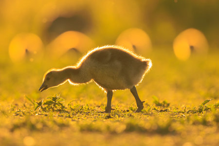 Close-up of a Greylag goose chick, Anser anser, foraging in a green meadow during sunsetの写真素材