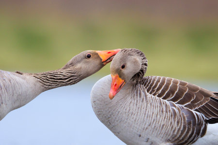 Greylag goose Anser anser, washing, preening and splashing in the water, cleaning his feathers and plumage..の写真素材