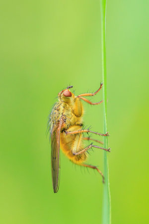 Closeup of a male Scathophaga stercoraria insect, also known as the yellow dung fly or the golden dung fly, resting on a green leafの写真素材