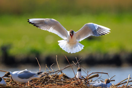 Close-up of a Black-headed gull, Chroicocephalus ridibundus, in flight
