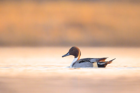 Anas acuta, Northern Pintail male duck swimming in a lake during sunsetの写真素材