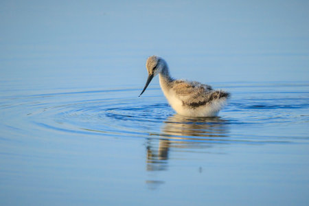 Pied Avocet Recurvirostra avosetta wader bird chick foraging in water