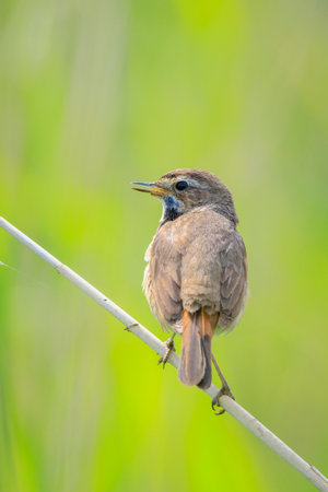 A blue-throat bird Luscinia svecica cyanecula singing during breeding season in Springtime