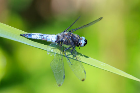 Closeup of a Scarce chaser blue colored male, Libellula fulva, resting on vegetationの写真素材