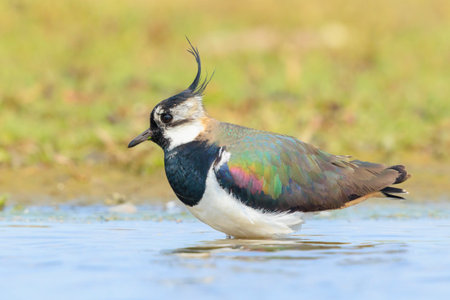 Northern lapwing, Vanellus vanellus, wader bird foraging in a meadow in bright sunlight.