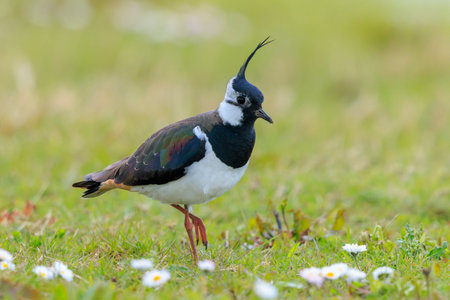 Northern lapwing, Vanellus vanellus, foraging in a meadow in bright sunlight.