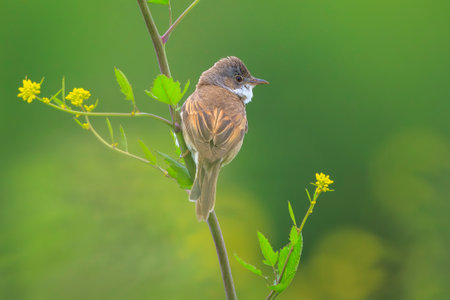 Closeup of a Whitethroat bird, Sylvia communis, in a green meadowの写真素材