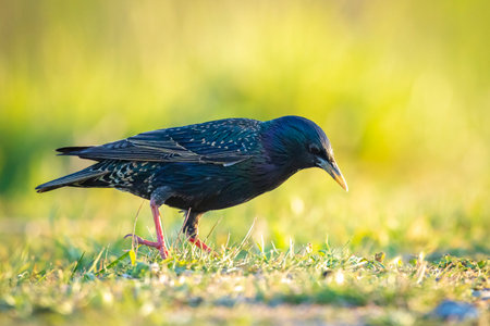 Common starling bird Sturnus vulgaris foraging in a meadowの写真素材
