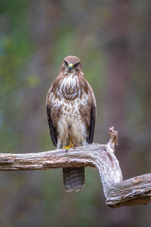 Common buzzard, Buteo Buteo, bird of prey perched in a tree in a forestの写真素材