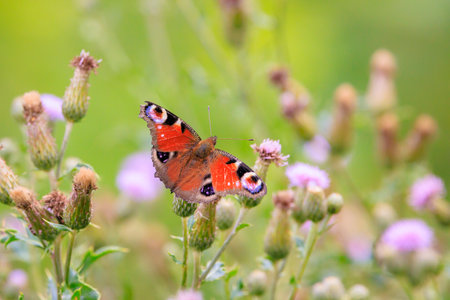 Aglais io, Peacock butterfly resting in a meadow. rear view, wings openの写真素材