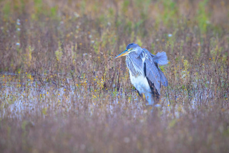 Closeup of a gray heron, Ardea cinerea, hunting on a lakeの写真素材