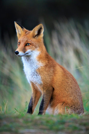 Wild red fox, vulpes vulpes scavenging and foraging in a meadow.