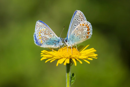 Two common blue butterflies, Polyommatus icarus, mating on yellow flowersの写真素材