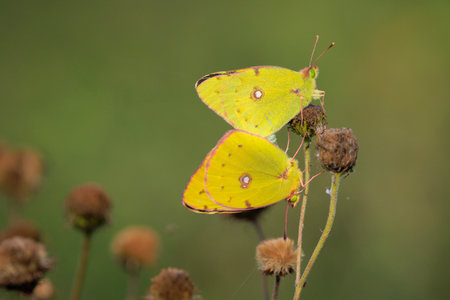 Closeup of two common clouded yellow butterflies, Colias croceus, in copulaの写真素材