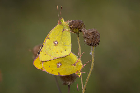 Closeup of two common clouded yellow butterflies, Colias croceus, in copula, matingの写真素材