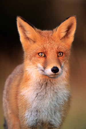Wild red fox, vulpes vulpes scavenging and foraging in a meadow.