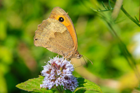 Closeup side view of a Meadow brown butterfly Maniola jurtina feeding nectarの写真素材