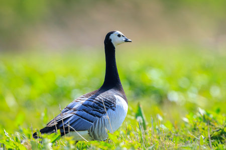 Close-up of a barnacle goose Branta leucopsis walking and foraging in a meadow on a sunny dayの写真素材