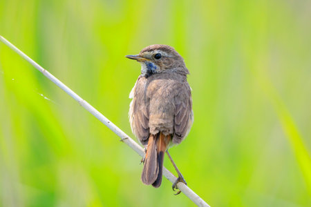 A blue-throat bird Luscinia svecica cyanecula singing during breeding season in Springtimeの写真素材