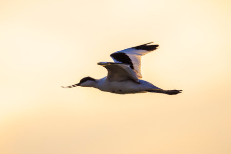 Close-up of a Pied Avocet, Recurvirostra avosetta, wader bird in flight during sunsetの写真素材