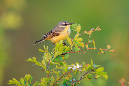 Closeup of a male western yellow wagtail bird Motacilla flava singing in vegetation on a sunny day during spring season.の写真素材