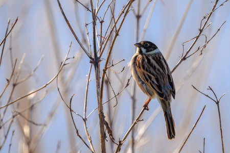 A common reed bunting Emberizaschoeniclus sings a song on a reed plume Phragmites australis. The reed beds waving due to strong winds in Spring season on a cloudy day.の写真素材
