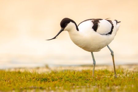 Close-up of a Pied Avocet, Recurvirostra avosetta, foraging in blue waterの写真素材