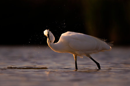 Closeup of a Little Egret, Egretta garzetta, fishing in water catching small fishの写真素材