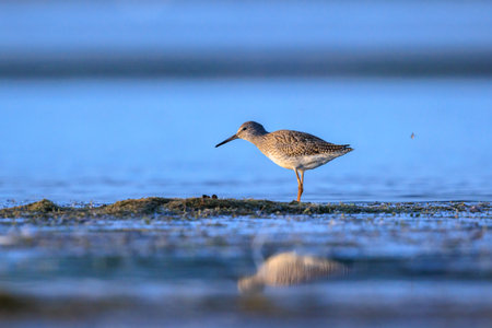 Common redshank tringa totanus wading bird foraging in water on a sunny day These Eurasian wader bird are common breeders in the agricultural grassland of the Netherlands.の写真素材