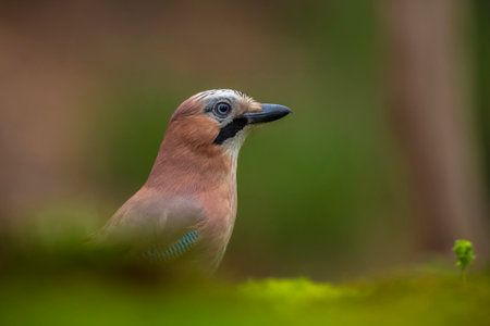 Close-up of a Eurasian jay Garrulus glandarius in a forest foraging insects to feed.の写真素材