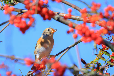 Closeup of a brambling bird, Fringilla montifringilla, in winter plumage feeding orange berries of Sorbus aucuparia, also called rowan and mountain-ash in a forest during Autumn seasonの写真素材