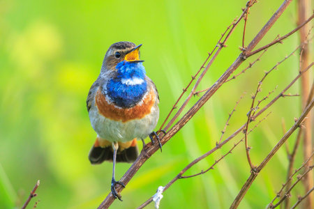 A blue-throat male bird Luscinia svecica cyanecula singing to attract a female during breeding season in Springtimeの写真素材